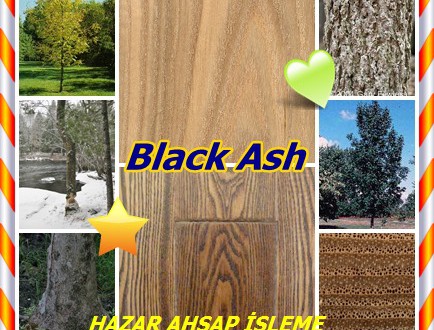 Ash American,Black Ash -Dışbudak,(Fraxinus nigra),swamp ash, basket ash, brown ash, hoop ash, and water ash,siyah kül,bataklık kül,Su kül, Schwarz-Esche,  svartask