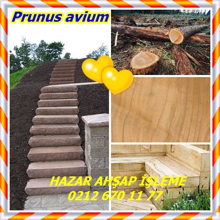 catsPrunus avium22