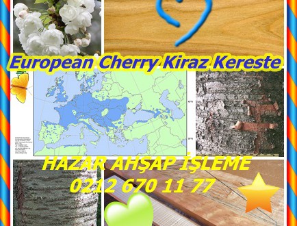 Sweet Cherry, Wild Cherry, European Cherry ,Kiraz Kereste, (Prunus avium),