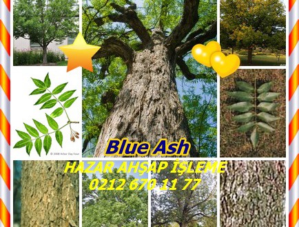 Blue Ash,(Fraxinus quadrangulata),Mavi Dişbudak,Four-angled Ash