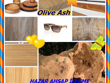 Olive Ash,Zeytin Kül,Kirli Dişbudak, Oil Ash,Sahte Beli ve Zebrano, (Fraxinus excelsior), Olivesche,Oliv Esche