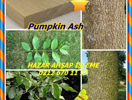 Pumpkin Ash,(Fraxinus profunda),Dişbudak,Kabak Kül