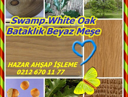 Swamp White Oak,Bataklık Beyaz Meşe,Quercus bicolor