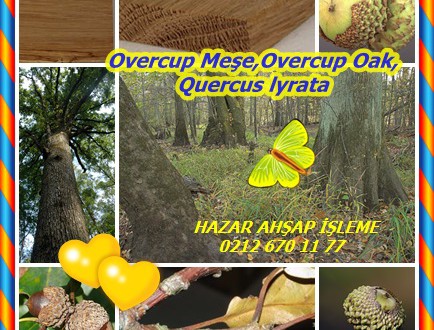 Overcup Meşe,Overcup Oak,Quercus lyrata