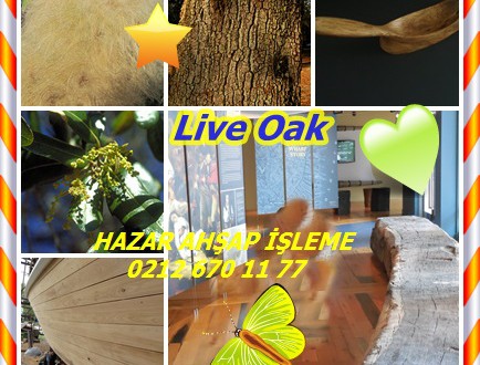 Live Oak, Southern Live Oak,Güney Live Oak,Quercus vırgınıana