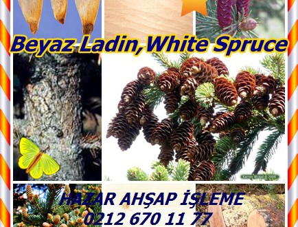 Beyaz Ladin,White Spruce,(Picea glauca),kokarca ladin, kedi ladin, tek ladin, batı beyaz ladin ,Porsild ladin, Black Hills ladini Dakota, EPINETTE blanche