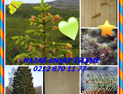 Norveç Ladin, Norway Spruce,(Picea abies),Alman Ladin, Gemeine fichte (Almanca), jel europeiskaya (Rusça)  Bilimsel Adı: Ladin abies,(Picea abies)
