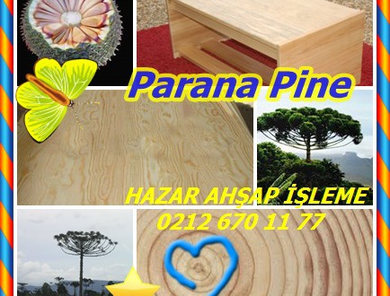 Parana Pine, (Araucaria angustifolia),Parana çam veya şamdan ağacı, Pinheiro-do-Parana, pinheiro, Araucaria, pinho, pinho Brasileiro
