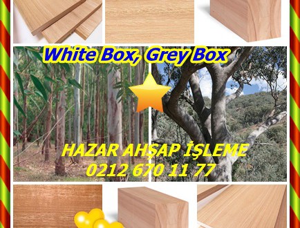 White Box, Grey Box,(Eucalyptus hemiphloia),Beyaz Kasa, Gri Kutusu,Okaliptüs microcarpa ,Okaliptüs moluccana ,Okaliptüs hemiphloia