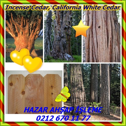 catsIncense Cedar, California White Cedar88